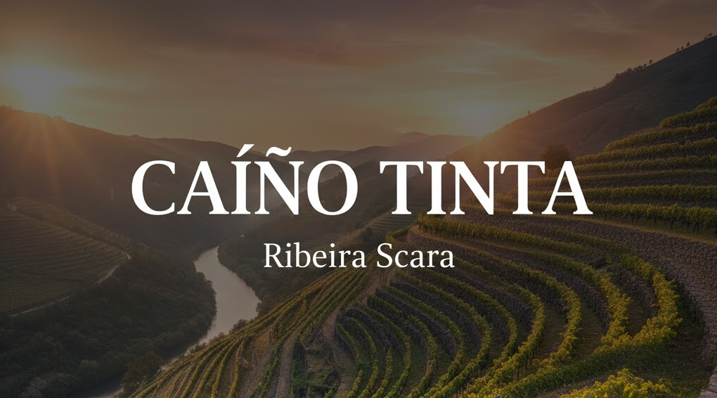 Viñedos de Caíño Tinta en bancales gallegos