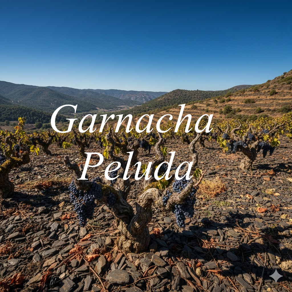 Viñedos peludos Garnacha en llicorella Priorat bajo sol catalán