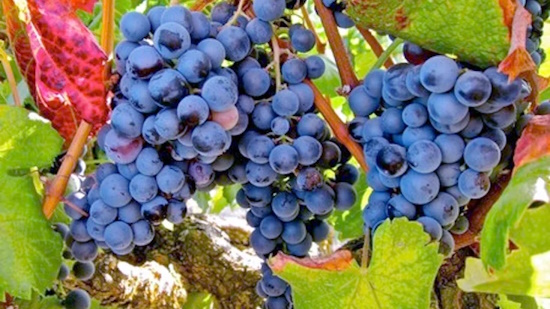 Racimo de uva Alicante Bouschet