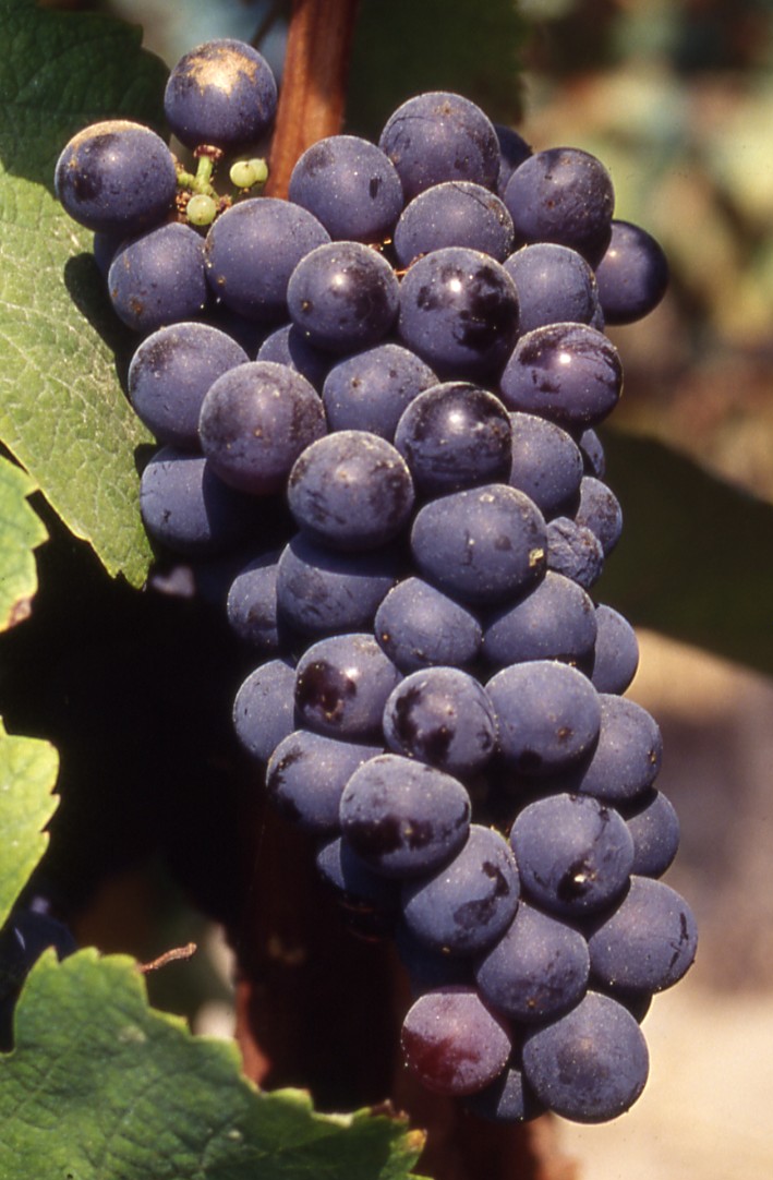 Racimos de uva Bastardo (Trousseau/Merenzao)