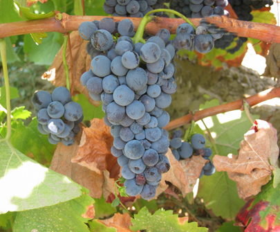 Viñedos de Bruñal en el paisaje de Arribes