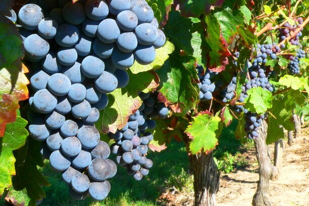 Racimos compactos de uva Caíño Longo con piel azul oscura