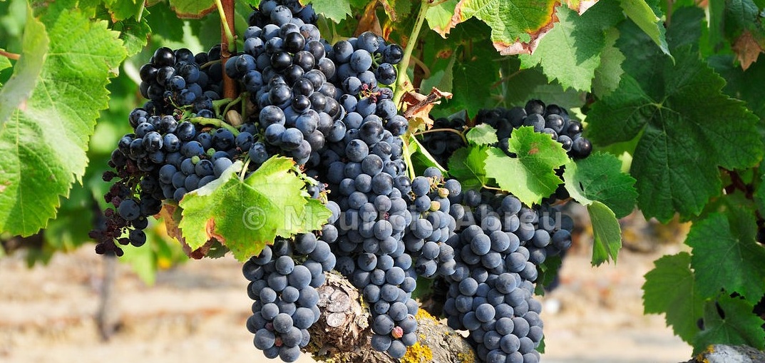 Racimo de uva Castelão
