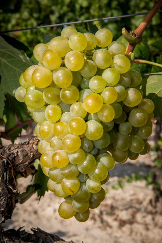 Racimo grande y compacto de Cayetana Blanca con bayas verde-amarillentas