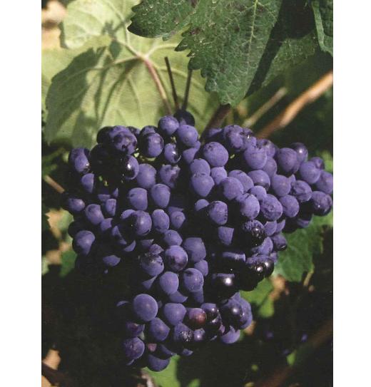 Racimo cilíndrico de Espadeiro con bayas negro azuladas alargadas