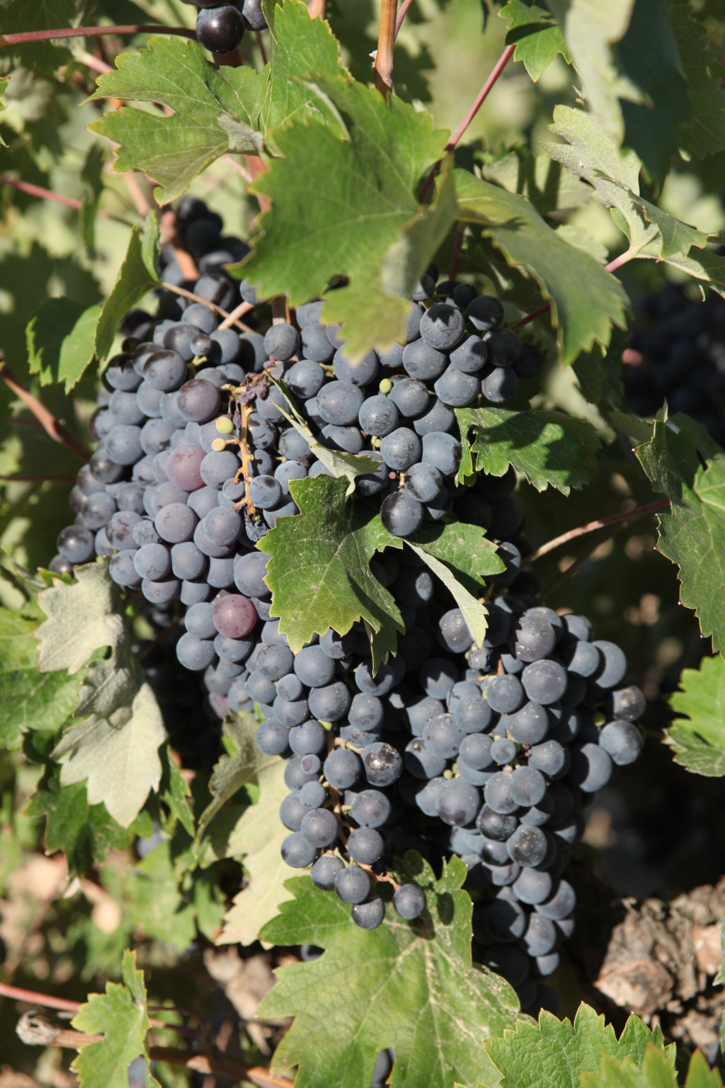 Racimo grande bifurcado Forcallat con bayas rojo violeta y piel gruesa