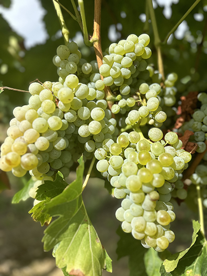 Racimo compacto Garnacha Blanca bayas doradas-rosadas soleadas