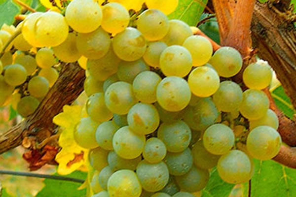 Racimo compacto Gual bayas amarillo-dorado volcánicas