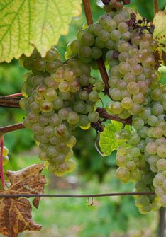 Racimo compacto Hondarrabi Zuri piel gruesa verde-amarillo