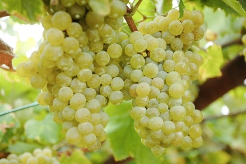 Racimos de uva Albariño