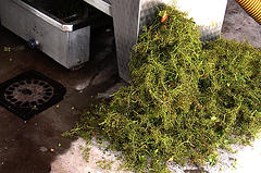 Despalillado de uvas