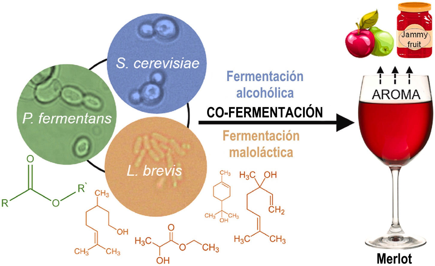Fermentación conjunta