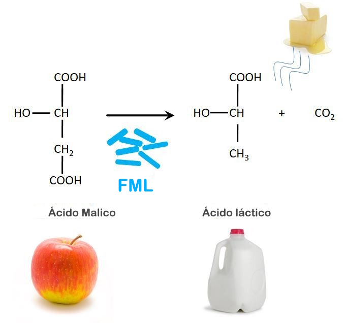 Proceso de fermentación maloláctica
