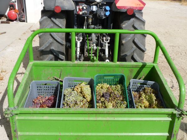 Transporte de uvas en cajas