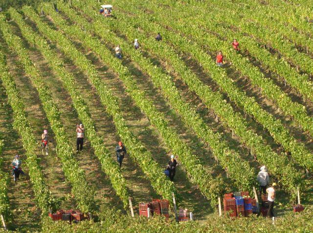 Vendimia manual de uvas