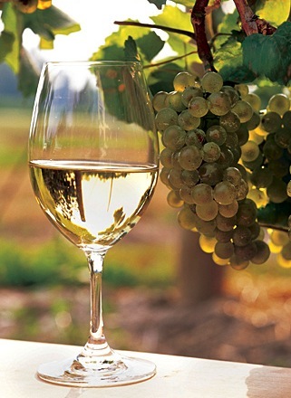 Comparativa copas Chardonnay: Chablis mineral vs California tropical