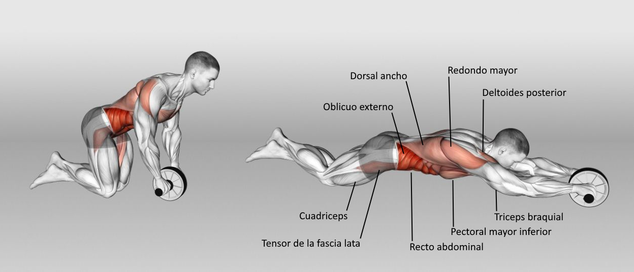 Secuencia técnica completa de rueda abdominal: posición inicial rodillas, extensión completa y retorno controlado