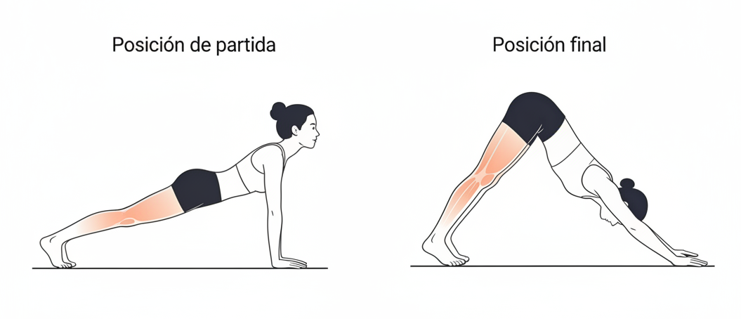 Estiramiento de isquiotibiales en perro boca abajo