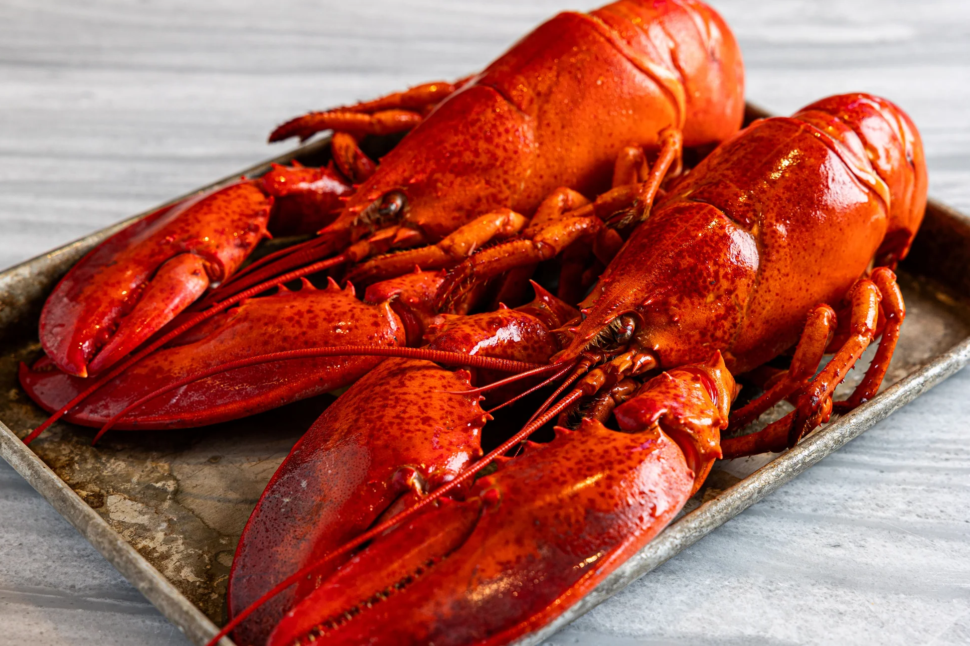 Bogavante crudo listo para cocinar