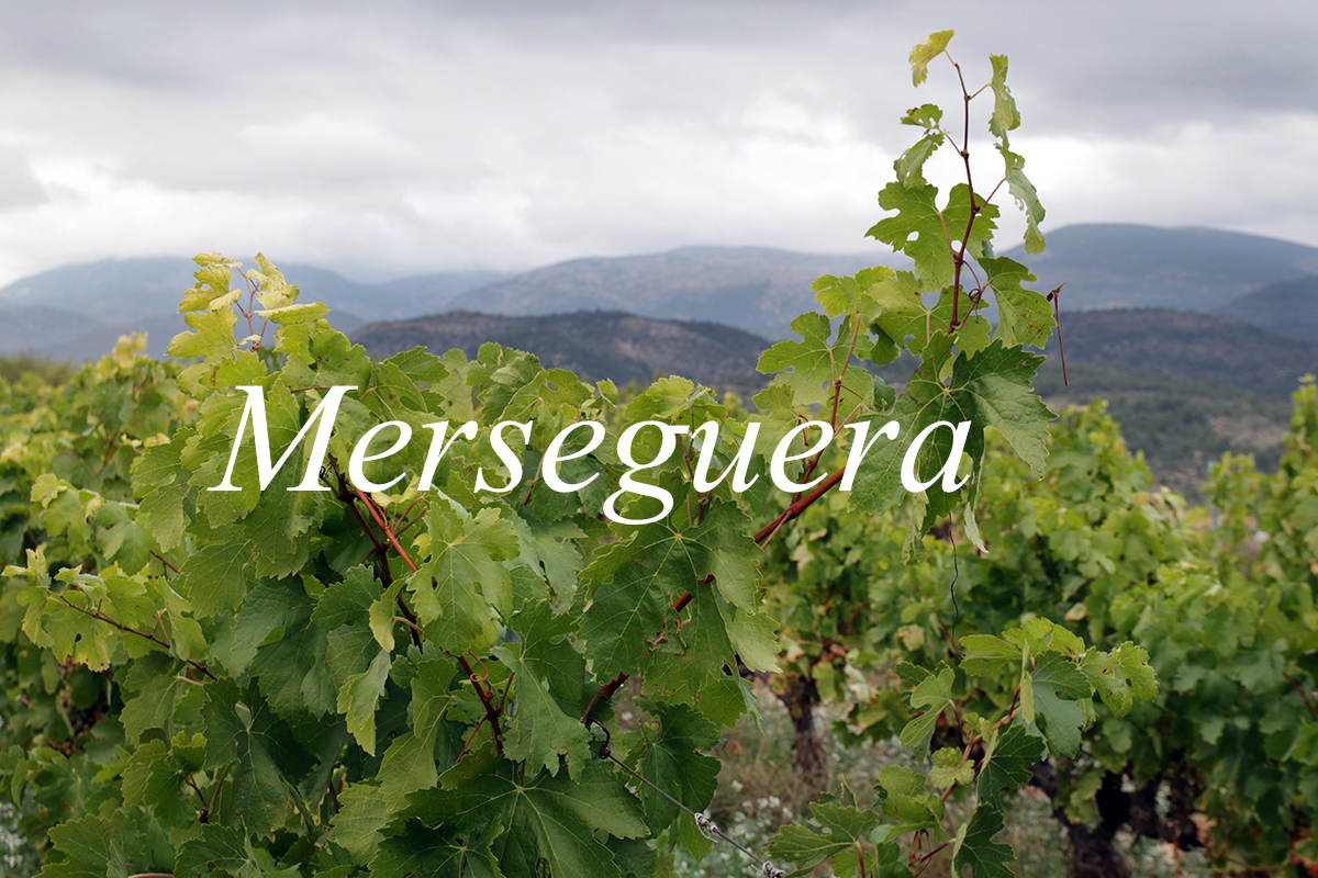 Viñedos Merseguera en secarral calcáreo de Alicante con mar Mediterráneo