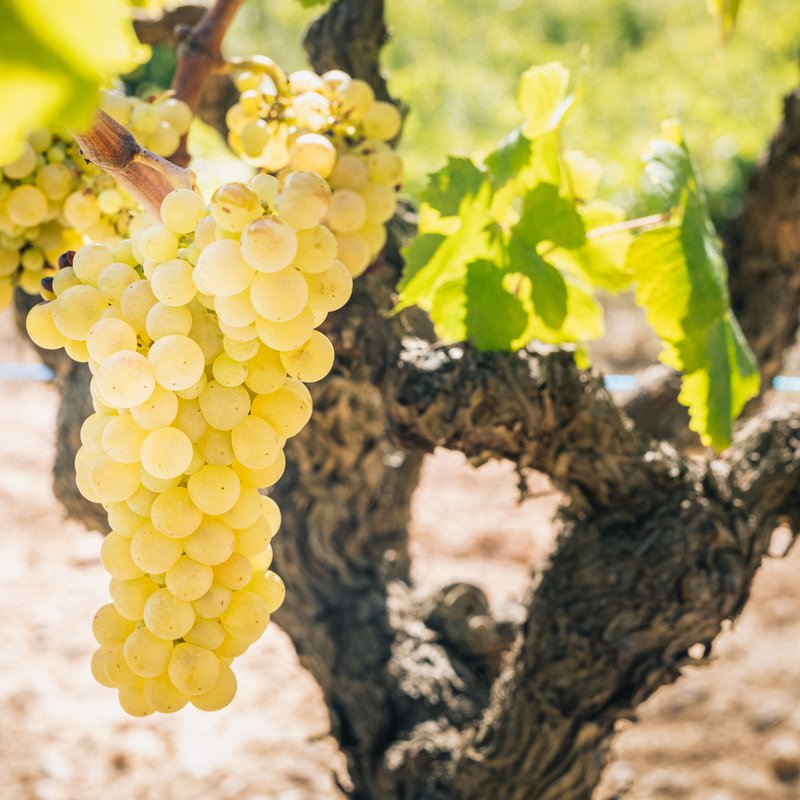 Racimo de uva Macabeo (Viura)